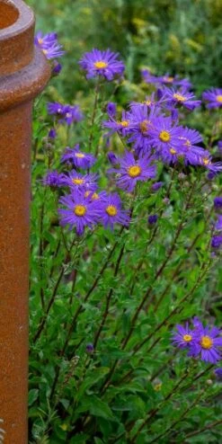 ASTER Amellus 'King George' 5 ASTER Amellus 'King George' -Outlet Botanic Yard Store aster king george web