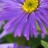 ASTER Thomsonii