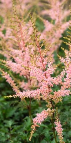 ASTILBE 'Hennie Graafland' (simplicifolia Hybrid)