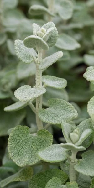 BALLOTA Pseudodictamnus 1 BALLOTA Pseudodictamnus