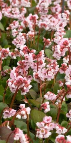 BERGENIA 'Harzkristall' -Outlet Botanic Yard Store bergenia hartzkristal 3140481