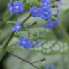 BRUNNERA Macrophylla 'Jack Frost' PBR