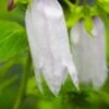 CAMPANULA 'Burghaltii'