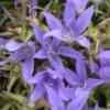 CAMPANULA Poscharskyana