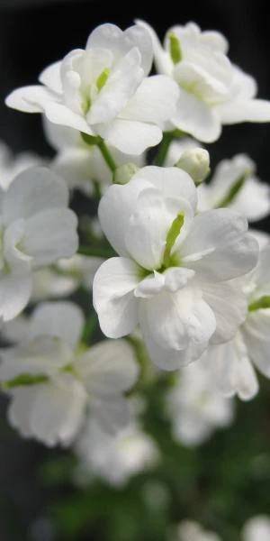 CARDAMINE Pratensis 'Flore Pleno' White-flowered (d) 1 CARDAMINE Pratensis 'Flore Pleno' White-flowered (d)