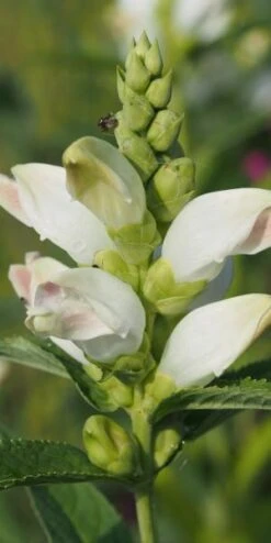 CHELONE Glabra