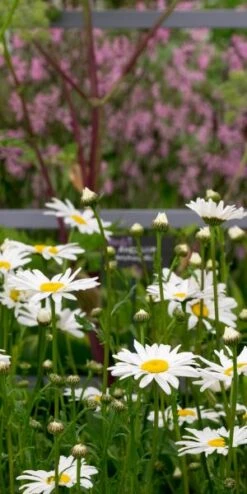 LEUCANTHEMUM Vulgare 'Maikonigin'