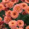 CHRYSANTHEMUM 'Bronze Elegance'