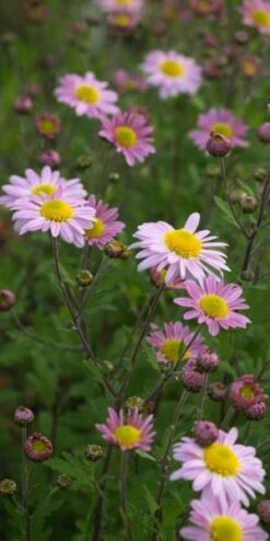 CHRYSANTHEMUM 'Innocence'
