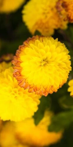 CHRYSANTHEMUM 'Yellow Pom Pom' -Outlet Botanic Yard Store chrysanthemum yellow pom pom 200323