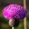 CIRSIUM Heterophyllum