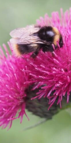 CIRSIUM Rivulare 'Atropurpureum' -Outlet Botanic Yard Store cirsium rivulare atropurpurea