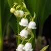 CONVALLARIA Majalis