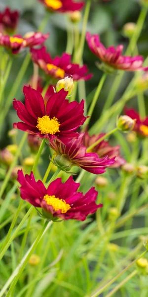 COREOPSIS 'Mercury Rising' (Big Bang Series) PBR 1 COREOPSIS 'Mercury Rising' (Big Bang Series) PBR