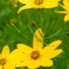 COREOPSIS Verticillata 'Zagreb'