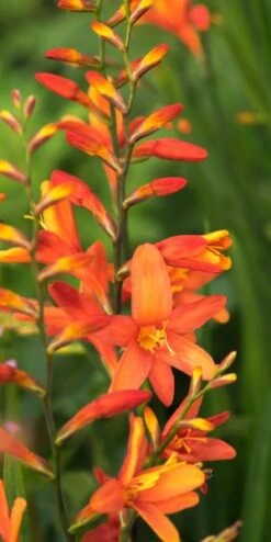 CROCOSMIA X Crocosmiiflora 'Debutante'