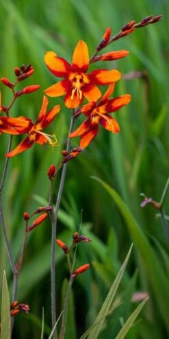 CROCOSMIA X Crocosmiiflora 'Emily McKenzie'