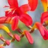 CROCOSMIA 'Lucifer'