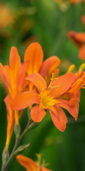 CROCOSMIA 'Severn Sunrise' 1 CROCOSMIA 'Severn Sunrise'