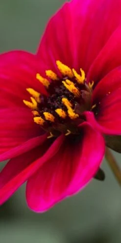 DAHLIA 'Haresbrook' (Sin)