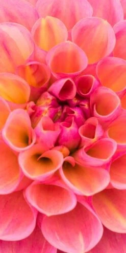 DAHLIA 'Harmari Rose' 5 DAHLIA 'Harmari Rose' -Outlet Botanic Yard Store dahlia harmari rose 5140017