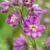 DELPHINIUM Astolat Group