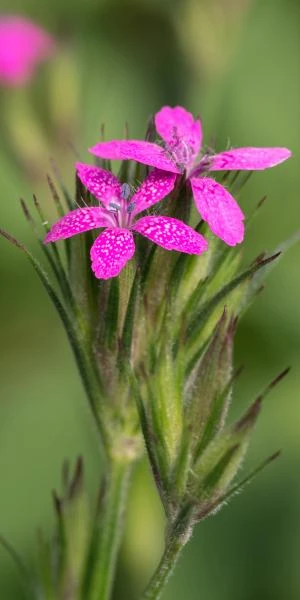 DIANTHUS Armeria 1 DIANTHUS Armeria