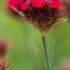 DIANTHUS Cruentus