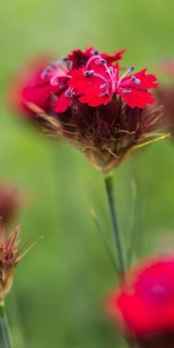 DIANTHUS Cruentus