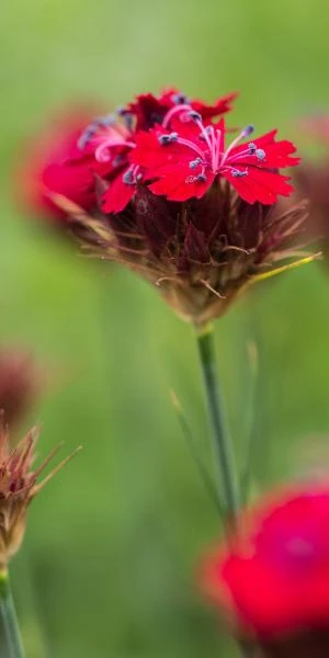 DIANTHUS Cruentus 1 DIANTHUS Cruentus