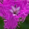 DIANTHUS Superbus 'Primadonna'