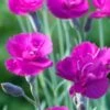 DIANTHUS 'Warden Hybrid'