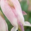 DICENTRA 'Stuart Boothman'