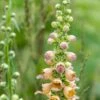DIGITALIS Ferruginea