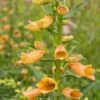 DIGITALIS Goldcrest ('Waldigone'PBR)