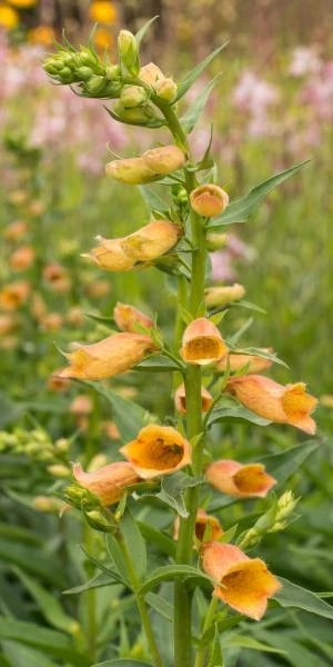 DIGITALIS Goldcrest ('Waldigone'PBR) 1 DIGITALIS Goldcrest ('Waldigone'PBR)