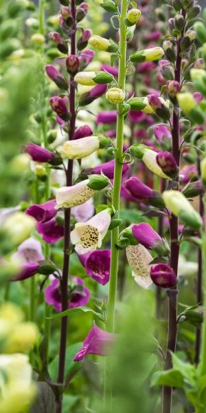 DIGITALIS Purpurea 'Camelot Series' 2 DIGITALIS Purpurea 'Camelot Series' - Image 2