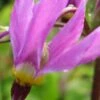 DODECATHEON Meadia 'Goliath'