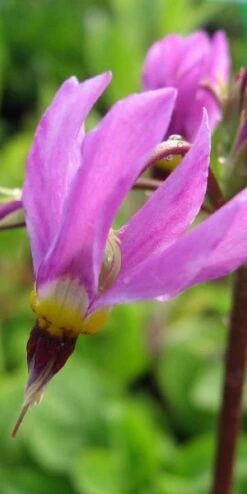 DODECATHEON Meadia 'Goliath'
