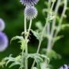 ECHINOPS Ritro 'Veitch's Blue'