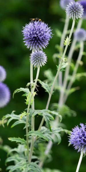 ECHINOPS Ritro 'Veitch's Blue' 1 ECHINOPS Ritro 'Veitch's Blue'