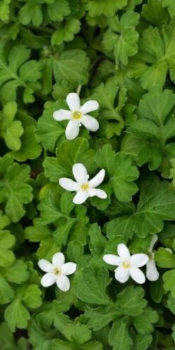 ELLISIOPHYLLUM Pinnatum