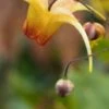 EPIMEDIUM 'Amber Queen' PBR