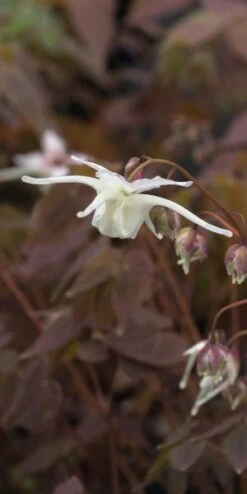 EPIMEDIUM Grandiflorum