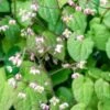 EPIMEDIUM Pubigerum