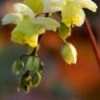 EPIMEDIUM X Versicolour 'Sulphureum'