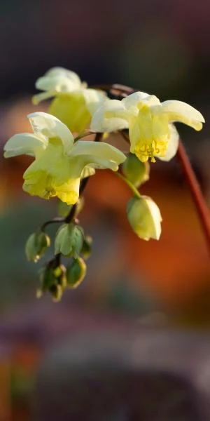EPIMEDIUM X Versicolour 'Sulphureum' 1 EPIMEDIUM X Versicolour 'Sulphureum'