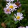 ERIGERON Karvinskianus 'Lavender Lady'