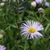 ERIGERON 'Quakeress'