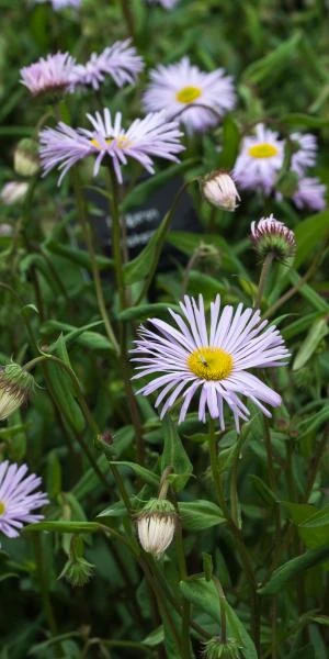 ERIGERON 'Quakeress' 1 ERIGERON 'Quakeress'